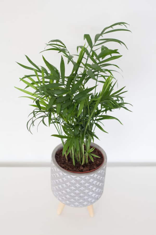 Chamaedorea Elegans