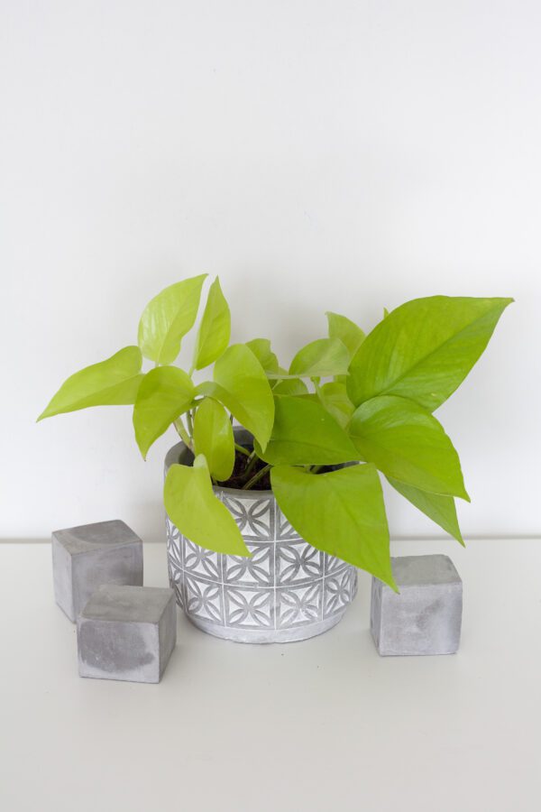 Epipremnum Golden Pothos - Image 2
