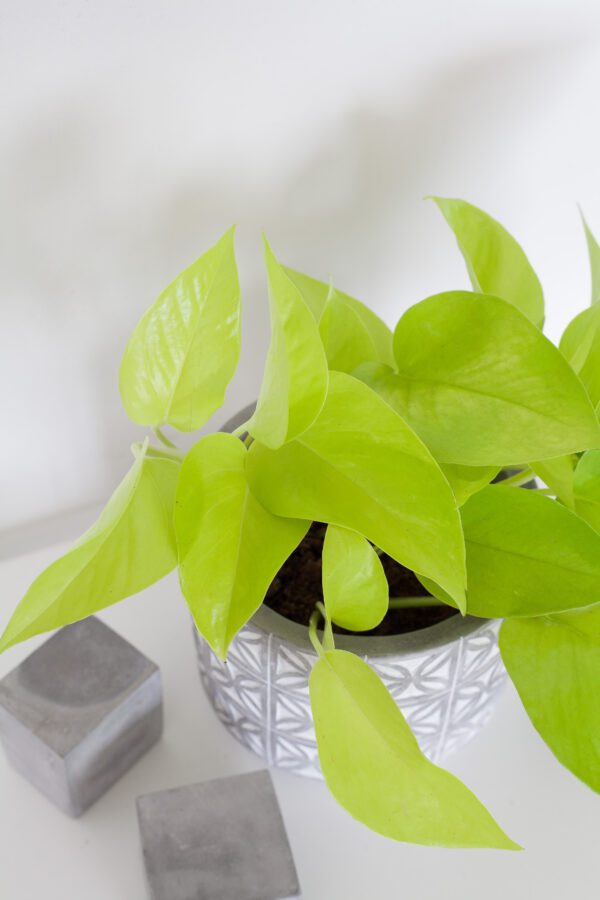 Epipremnum Golden Pothos