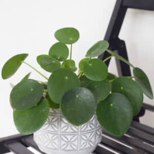 Izbová rastlina Pilea Peperomiodes