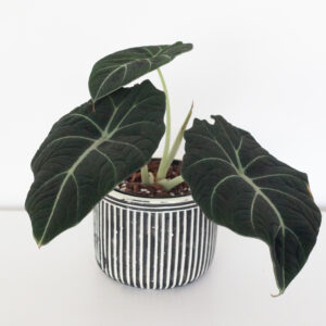 Alocasia Black Velvet - izbová rastlina