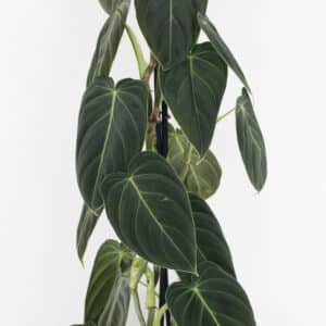 Izbová rastlina Philodendron Melanochrysum