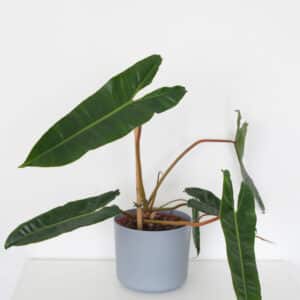 Izbová rastlina Philodendron Billietiae