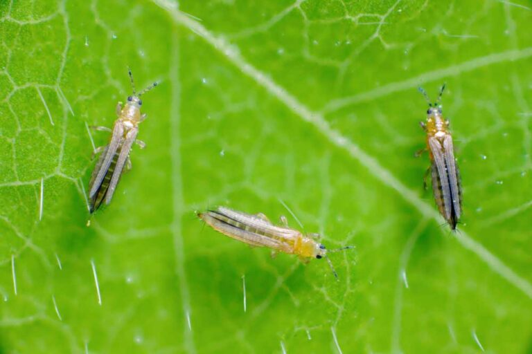 Strapky patria k najrozšírenejším škodcom izbových rastlín. Hmyz je taký malý, že je ťažké ho vidieť voľným okom. Ako bojovať proti strapkám ?