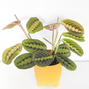 Maranta Fascinator - izbová rastlina