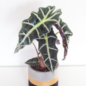 Alocasia Polly - izbová rastlina