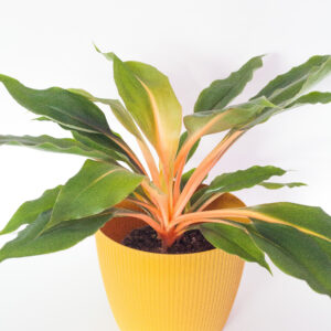 Chlorophytum Green Orange - izbová rastlina