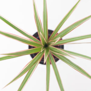 Dracaena Colorama - izbová rastlina