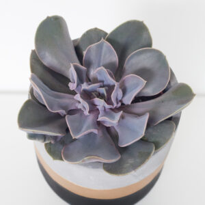 Echeveria Perle Von Nurnberg - izbová rastlina