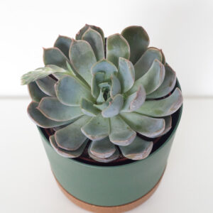 Echeverie Blue Prince - izbová rastlina