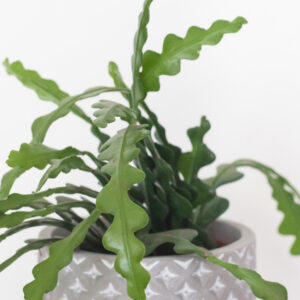 Epiphyllum Anguliger - izbová rastlina