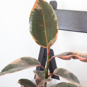 Ficus Elastica Belize - izbová rastlina