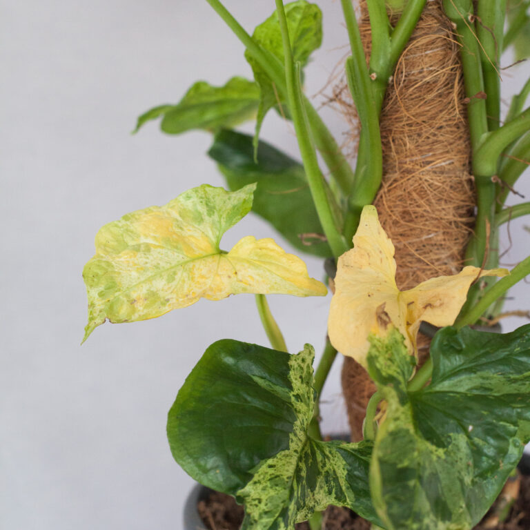 Žltnutie listov na rastlinke vo veľkom rozsahu znamená, že niečo nie je v poriadku. Najčastejšie príčiny žltých listov a ako im predísť.