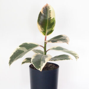 Ficus Elastica Tineke - izbová rastlina