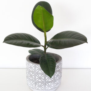 Ficus Elastica Robusta - izbová rastlina