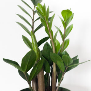 Zamioculcas Zamiifolia - izbová rastlina
