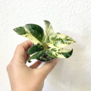 Ficus Elastica Schrijveriana