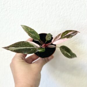 Philodendron Pink Princess baby