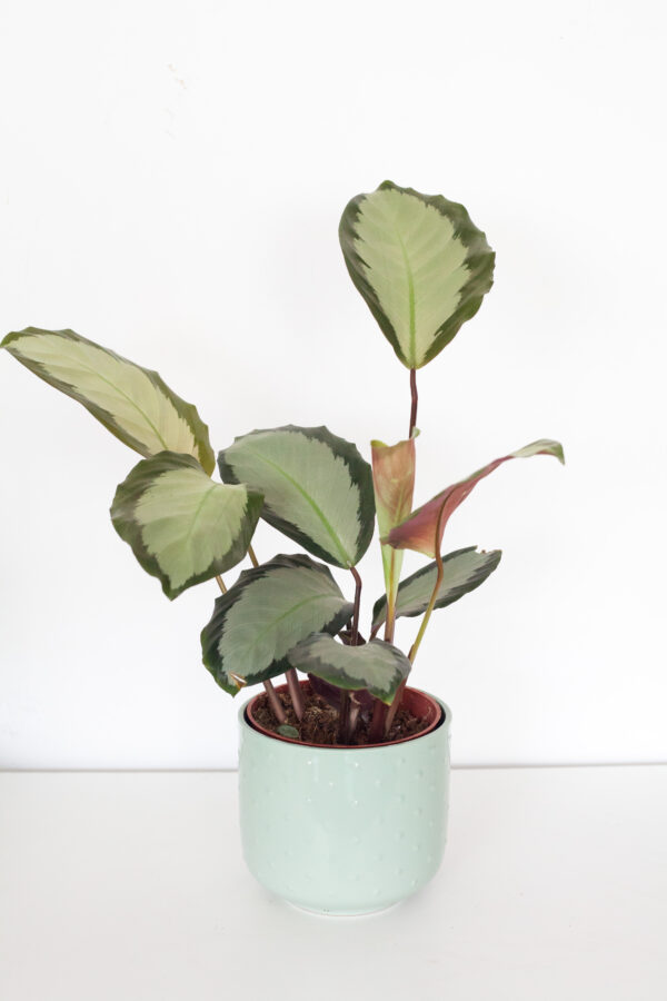 Calathea Argentea - izbová rastlina