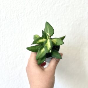 Hoya Burtoniae Variegata