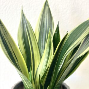 Sansevieria Canary