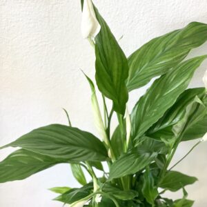 Spathiphyllum Straus / Lopatkovec