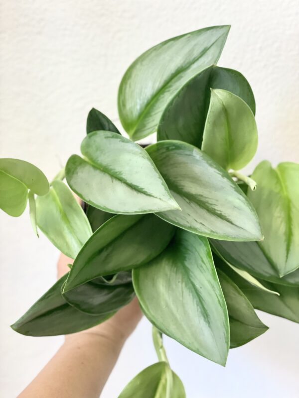 Scindapsus Moonlight