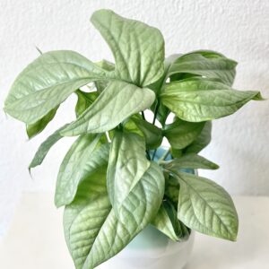 Monstera Amydrium Medium Silver