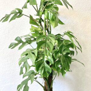 Monstera Minima s oporou