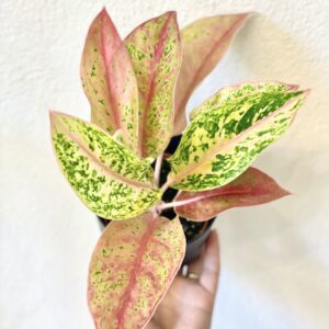 Aglaonema Prestige