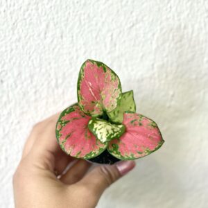 Aglaonema Red Valentine baby