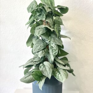 Scindapsus Pictus Silvery Ann
